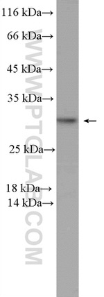 PSMD9 Antibody in Western Blot (WB)