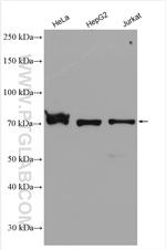 CCNK Antibody in Western Blot (WB)