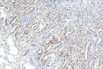 Cyclin D1 Antibody in Immunohistochemistry (Paraffin) (IHC (P))