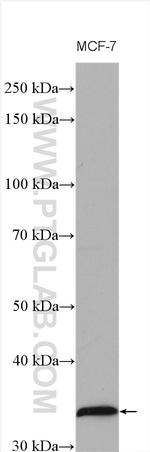 Cyclin D1 Antibody in Western Blot (WB)