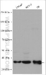 Cyclin D1 Antibody in Western Blot (WB)