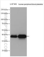 F11R Antibody in Western Blot (WB)