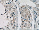 GnRH Antibody in Immunohistochemistry (Paraffin) (IHC (P))