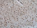 GnRH Antibody in Immunohistochemistry (Paraffin) (IHC (P))