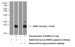 GnRH Antibody in Western Blot (WB)