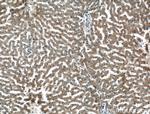 Perilipin 5 Antibody in Immunohistochemistry (Paraffin) (IHC (P))