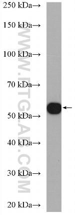 Perilipin 5 Antibody in Western Blot (WB)