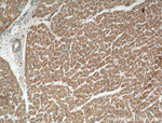 Perilipin 5 Antibody in Immunohistochemistry (Paraffin) (IHC (P))