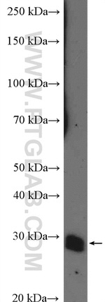 Bcl-XL Antibody in Western Blot (WB)