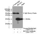 Bcl-XL Antibody in Immunoprecipitation (IP)