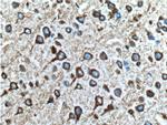 RYR1 Antibody in Immunohistochemistry (Paraffin) (IHC (P))