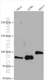 DNMT3B Antibody in Western Blot (WB)