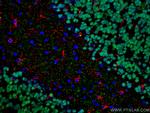 NeuN Antibody in Immunohistochemistry (PFA fixed) (IHC (PFA))