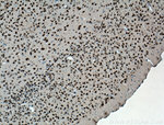 NeuN Antibody in Immunohistochemistry (Paraffin) (IHC (P))