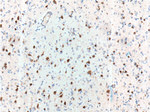 NeuN Antibody in Immunohistochemistry (Paraffin) (IHC (P))