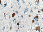 NeuN Antibody in Immunohistochemistry (Paraffin) (IHC (P))