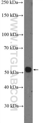 DCDC2 Antibody in Western Blot (WB)