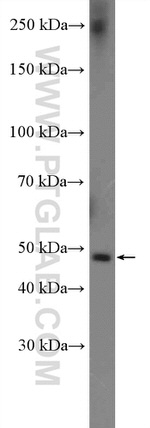 DCDC2 Antibody in Western Blot (WB)