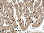 Connexin 43 Antibody in Immunohistochemistry (Paraffin) (IHC (P))