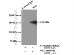 Nir2 Antibody in Immunoprecipitation (IP)