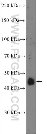 RRAGC Antibody in Western Blot (WB)