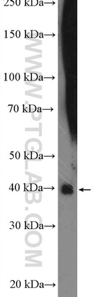 RRAGC Antibody in Western Blot (WB)