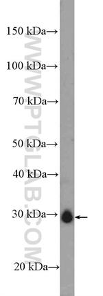 CITED1 Antibody in Western Blot (WB)