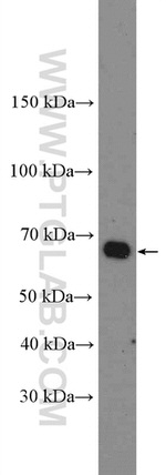 LRRTM3 Antibody in Western Blot (WB)