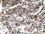 CRELD2 Antibody in Immunohistochemistry (Paraffin) (IHC (P))