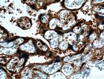 CRELD2 Antibody in Immunohistochemistry (Paraffin) (IHC (P))