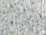 LPIN1 Antibody in Immunohistochemistry (Paraffin) (IHC (P))