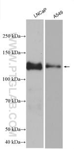 LPIN1 Antibody in Western Blot (WB)