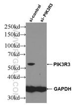 PI 3 Kinase p55 gamma Antibody in Western Blot (WB)