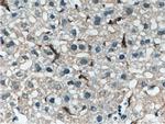 EMR1 Antibody in Immunohistochemistry (Paraffin) (IHC (P))