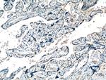 XKRX Antibody in Immunohistochemistry (Paraffin) (IHC (P))