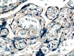 XKRX Antibody in Immunohistochemistry (Paraffin) (IHC (P))