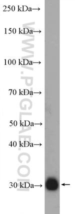 XKRX Antibody in Western Blot (WB)