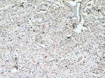 FBP17 Antibody in Immunohistochemistry (Paraffin) (IHC (P))