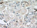 FBP17 Antibody in Immunohistochemistry (Paraffin) (IHC (P))