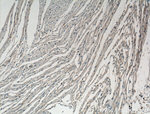 FBP17 Antibody in Immunohistochemistry (Paraffin) (IHC (P))