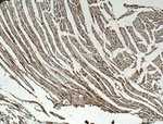 FBP17 Antibody in Immunohistochemistry (Paraffin) (IHC (P))