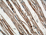 FBP17 Antibody in Immunohistochemistry (Paraffin) (IHC (P))