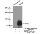 FBP17 Antibody in Immunoprecipitation (IP)