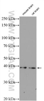 CDK5R2/p39 Antibody in Western Blot (WB)