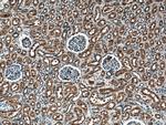 TRAIL Antibody in Immunohistochemistry (Paraffin) (IHC (P))