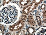 TRAIL Antibody in Immunohistochemistry (Paraffin) (IHC (P))