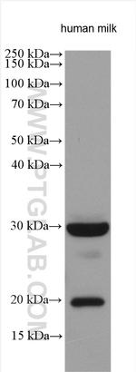 TRAIL Antibody in Western Blot (WB)