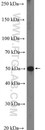 TANK Antibody in Western Blot (WB)