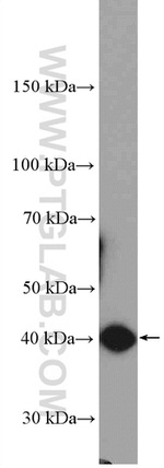 BUB3 Antibody in Western Blot (WB)