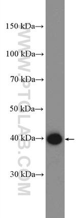 BUB3 Antibody in Western Blot (WB)